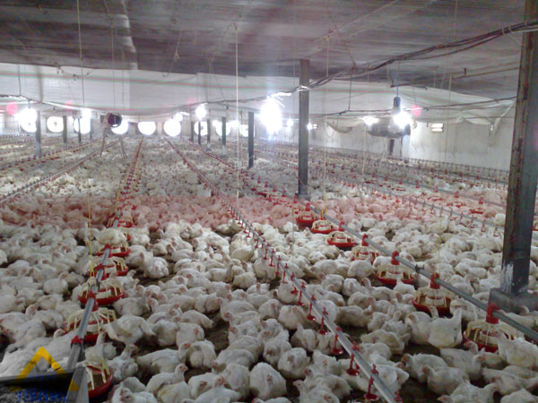 Optimization-of-Broiler-houses-project-08